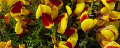 CYTISUS scoparius f. andreanus (selection) 01