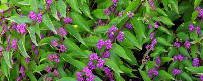 CALLICARPA dichotoma 'ISSAI' 01