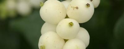SYMPHORICARPOS x doorenbosii 'WHITE HEDGE' 01