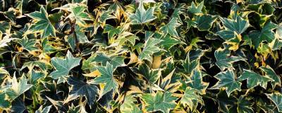 HEDERA helix 'GOLDCHILD' 01