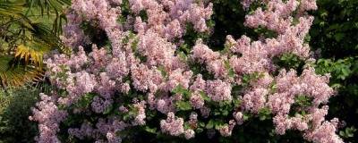 SYRINGA 'JOSEE' 01