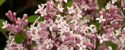 SYRINGA microphylla 'SUPERBA' 01