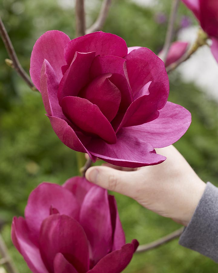 Magnolia E.King Size main image 1
