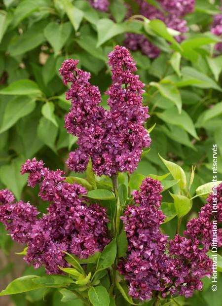 © Hortival Diffusion - Tous droits réservés