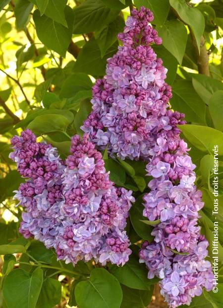 © Hortival Diffusion - Tous droits réservés