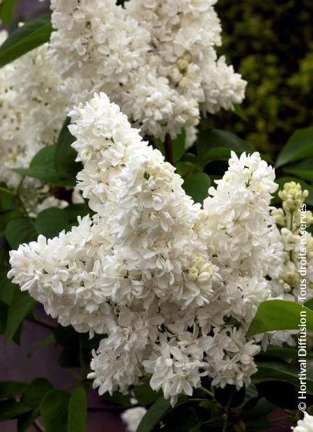 © Hortival Diffusion - Tous droits réservés