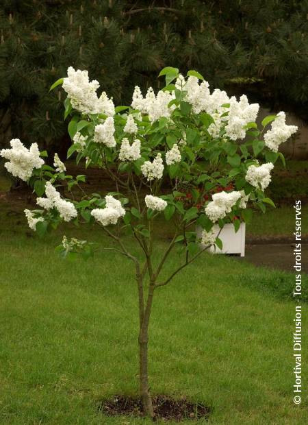 © Hortival Diffusion - Tous droits réservés