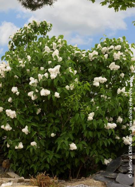 © Hortival Diffusion - Tous droits réservés