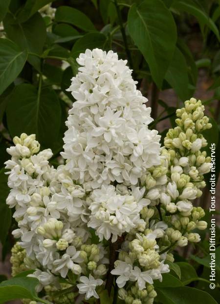 © Hortival Diffusion - Tous droits réservés