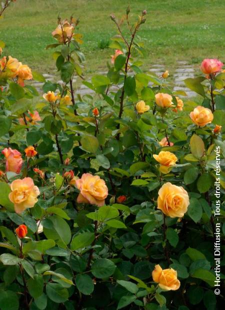 © Hortival Diffusion - Tous droits réservés