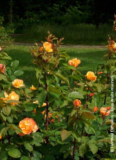 © Hortival Diffusion - Tous droits réservés