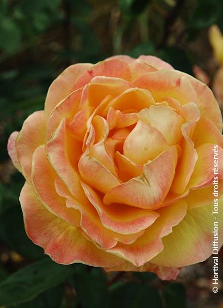 © Hortival Diffusion - Tous droits réservés