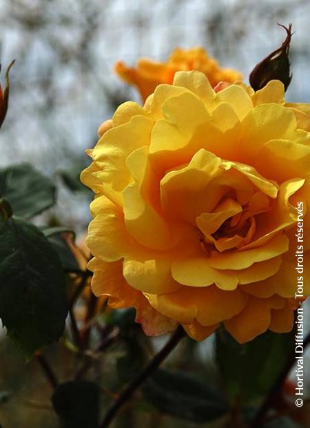 © Hortival Diffusion - Tous droits réservés