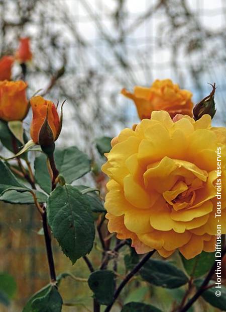 © Hortival Diffusion - Tous droits réservés