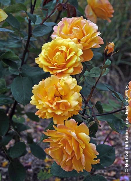 © Hortival Diffusion - Tous droits réservés