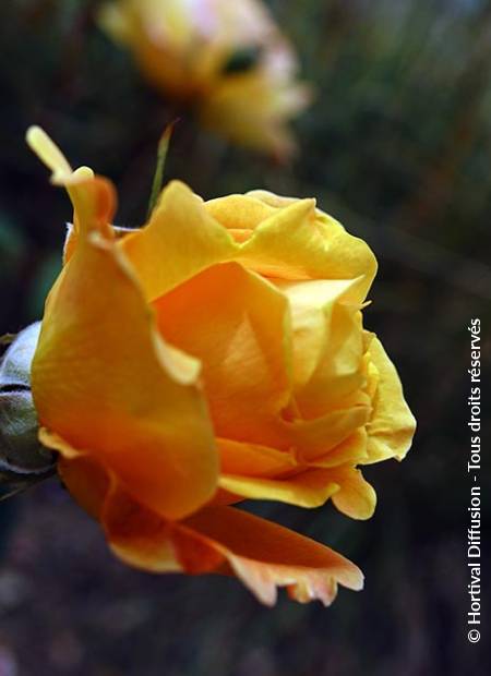 © Hortival Diffusion - Tous droits réservés