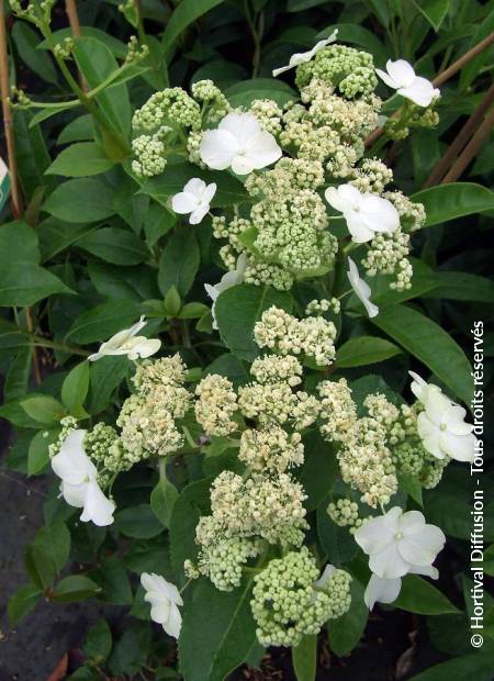 © Hortival Diffusion - Tous droits réservés