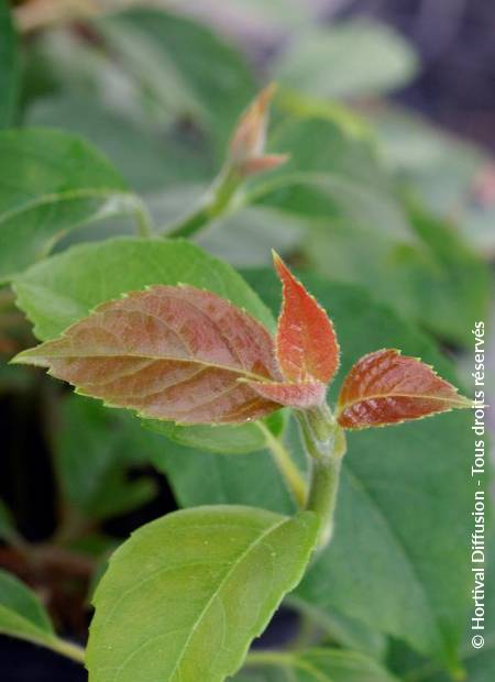 © Hortival Diffusion - Tous droits réservés