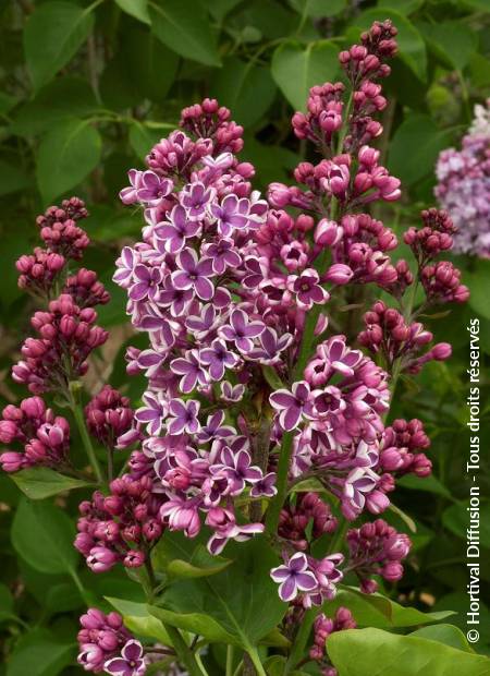 © Hortival Diffusion - Tous droits réservés