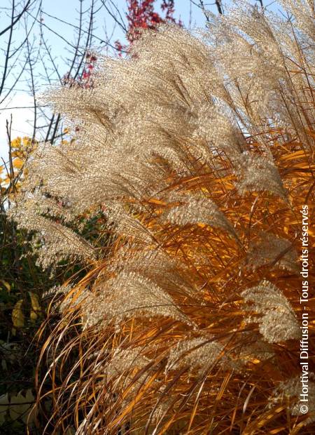 © Hortival Diffusion - Tous droits réservés