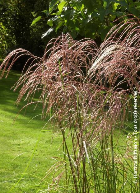 © Hortival Diffusion - Tous droits réservés