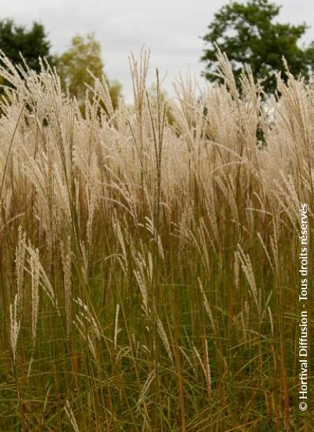 © Hortival Diffusion - Tous droits réservés