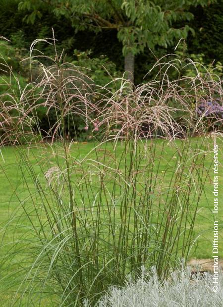 © Hortival Diffusion - Tous droits réservés