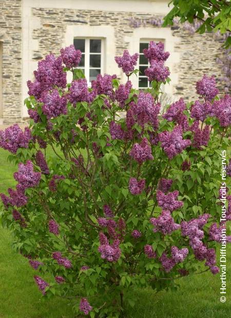 © Hortival Diffusion - Tous droits réservés