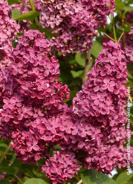 © Hortival Diffusion - Tous droits réservés