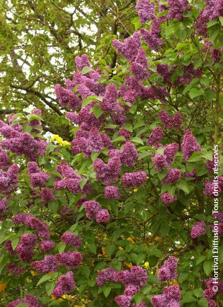 © Hortival Diffusion - Tous droits réservés