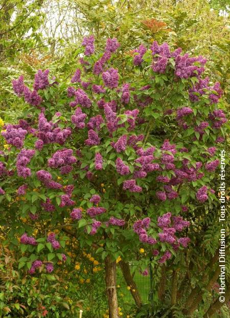 © Hortival Diffusion - Tous droits réservés