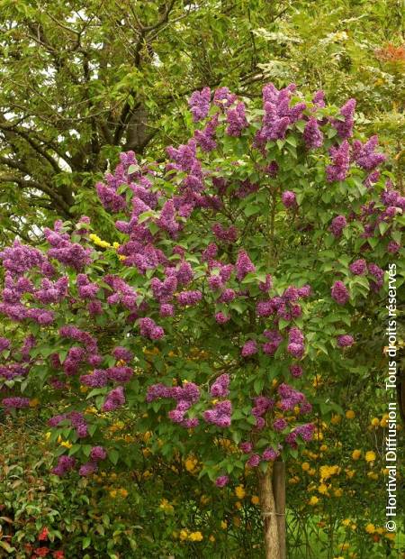 © Hortival Diffusion - Tous droits réservés