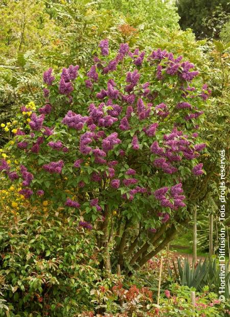 © Hortival Diffusion - Tous droits réservés