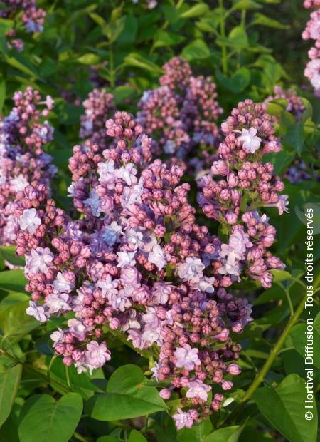 © Hortival Diffusion - Tous droits réservés