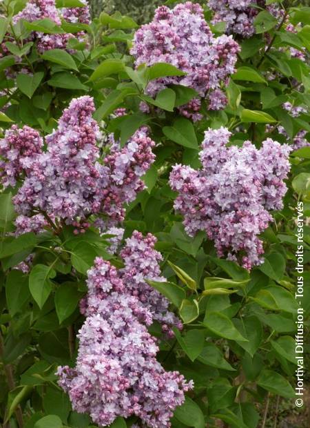 SYRINGA vulgaris 'MICHEL BUCHNER' | Minier Solution Pro