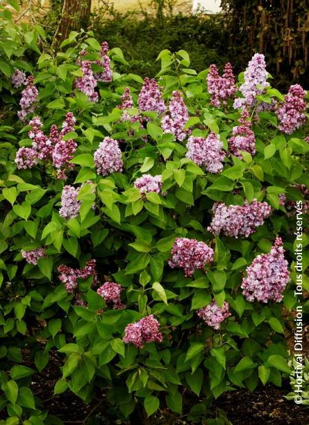 SYRINGA vulgaris 'MICHEL BUCHNER' | Minier Solution Pro