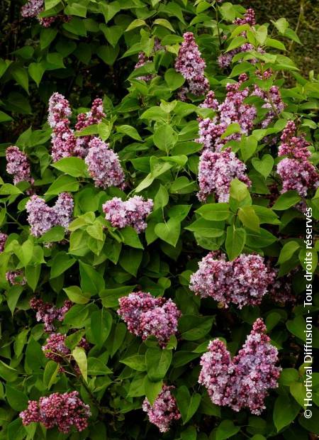 © Hortival Diffusion - Tous droits réservés