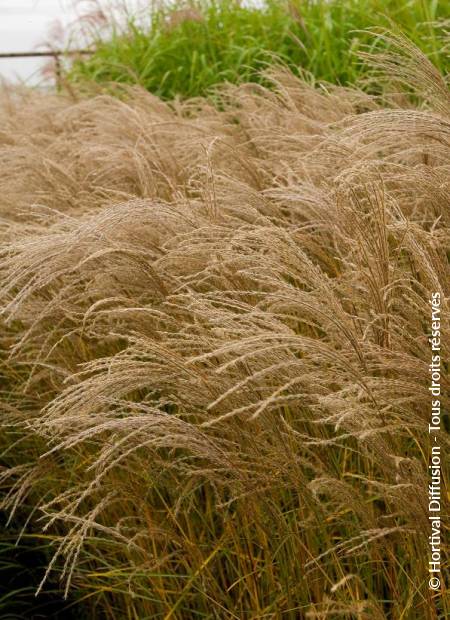 © Hortival Diffusion - Tous droits réservés