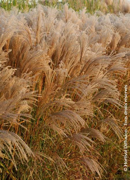 © Hortival Diffusion - Tous droits réservés