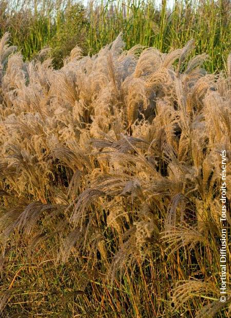 © Hortival Diffusion - Tous droits réservés