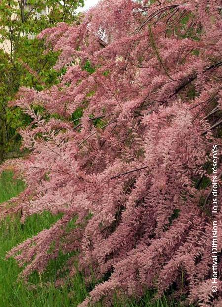 © Hortival Diffusion - Tous droits réservés