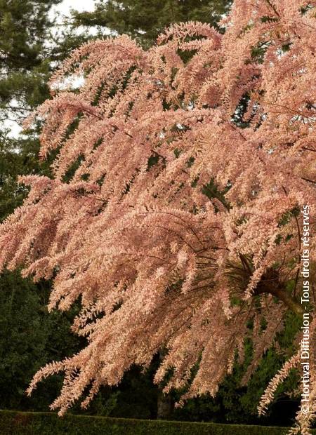 © Hortival Diffusion - Tous droits réservés