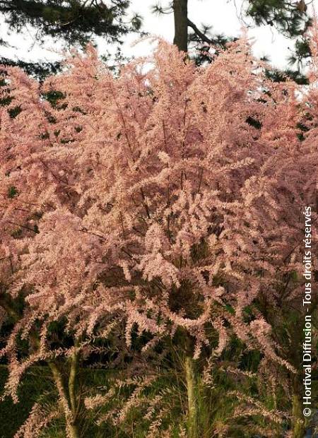 © Hortival Diffusion - Tous droits réservés