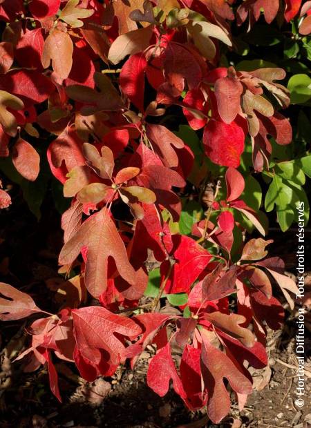 © Hortival Diffusion - Tous droits réservés