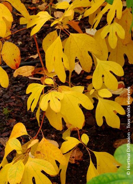 © Hortival Diffusion - Tous droits réservés