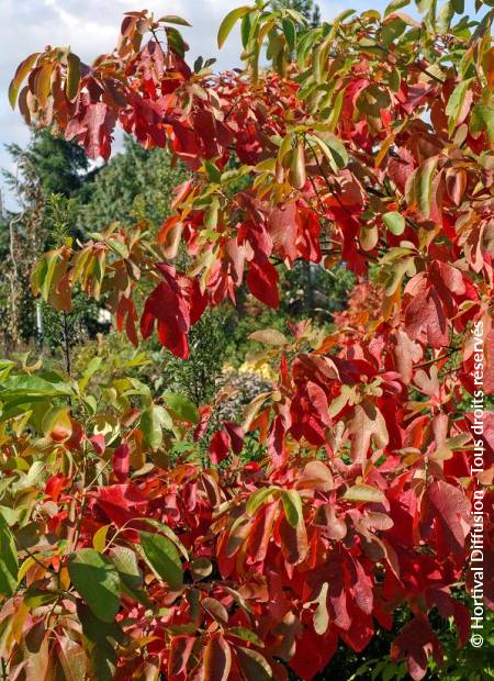 © Hortival Diffusion - Tous droits réservés