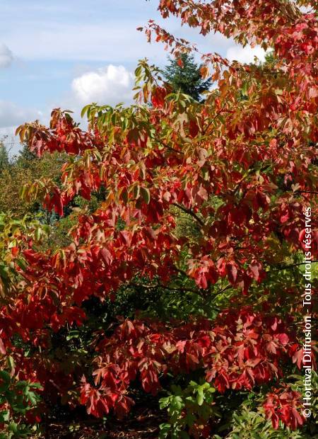 © Hortival Diffusion - Tous droits réservés