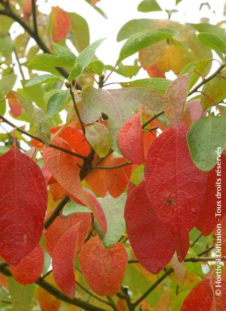 © Hortival Diffusion - Tous droits réservés