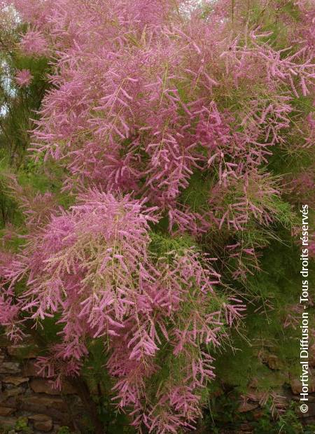 © Hortival Diffusion - Tous droits réservés