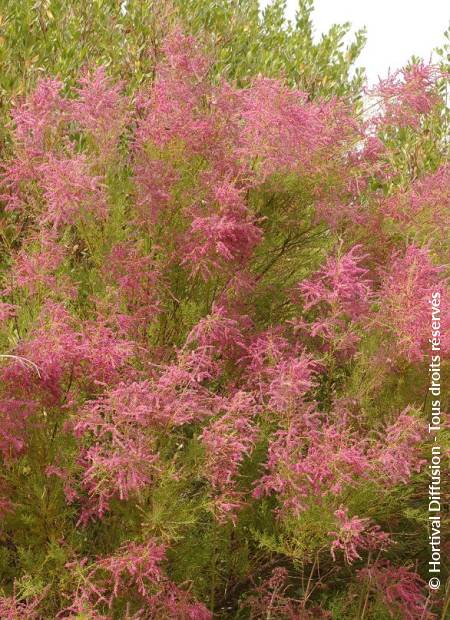 © Hortival Diffusion - Tous droits réservés